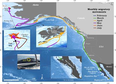 Migratory Behavior of an Eastern North Pacific Gray Whale From Baja California Sur to Chirikov Basin, Alaska